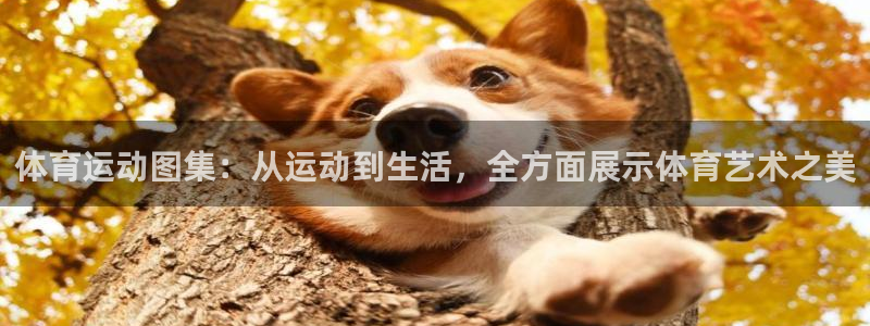 探球体育：体育运动图集：从运动到生活，全方面展示体育艺术之美