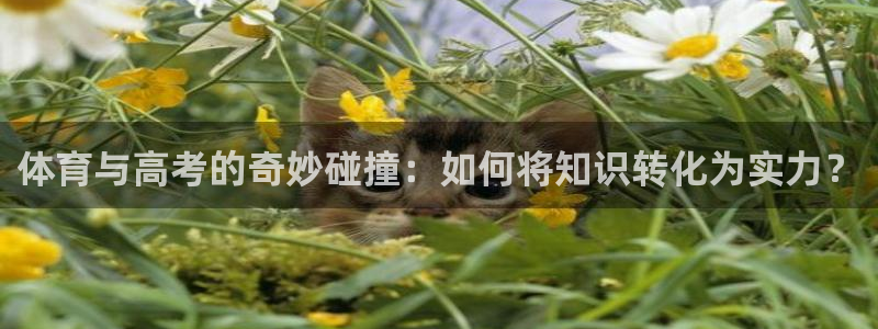探球体育app：体育与高考的奇妙碰撞：如何将知识转化为实力？