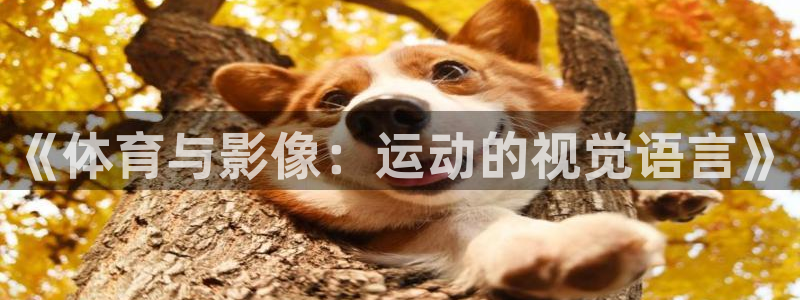 探球体育app官网下载：《体育与影像：运动的视觉语言》